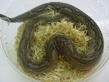Genetic Stripe Boa- Male