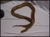 Hamper Male- 7 yr old- 6'- in shed