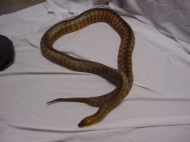 Hamper Male- 7 yr old- 6'- in shed