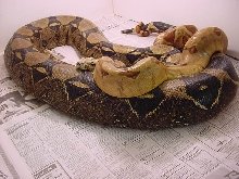 Hypo Male breeding Anery Female