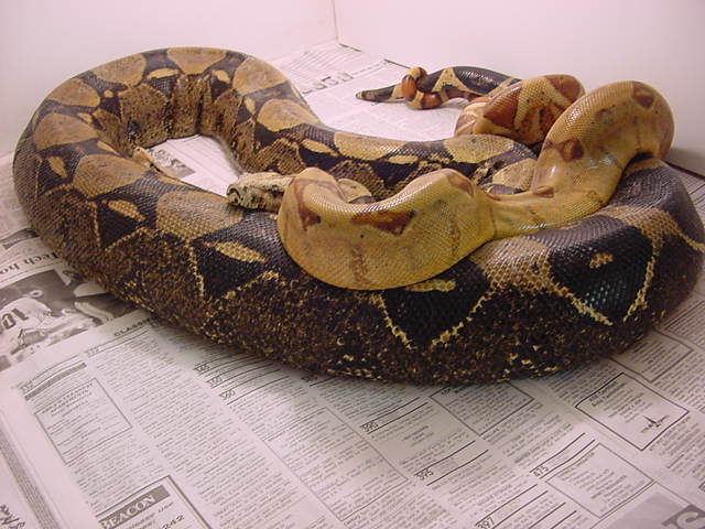 Hypo Male breeding Anery Female