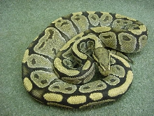 Proven Male Yellow Ghost Ball Python