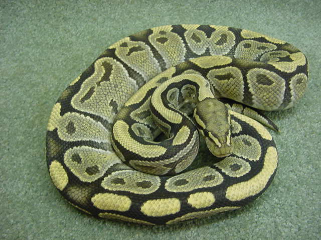 Proven Male Yellow Ghost Ball Python