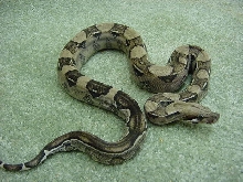 Updated Anery Stripe tail
