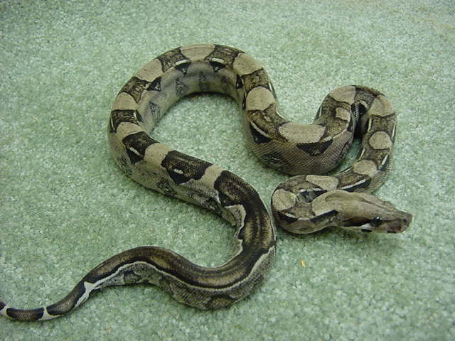 Updated Anery Stripe tail
