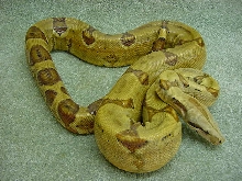 Male Hypo-Breeder