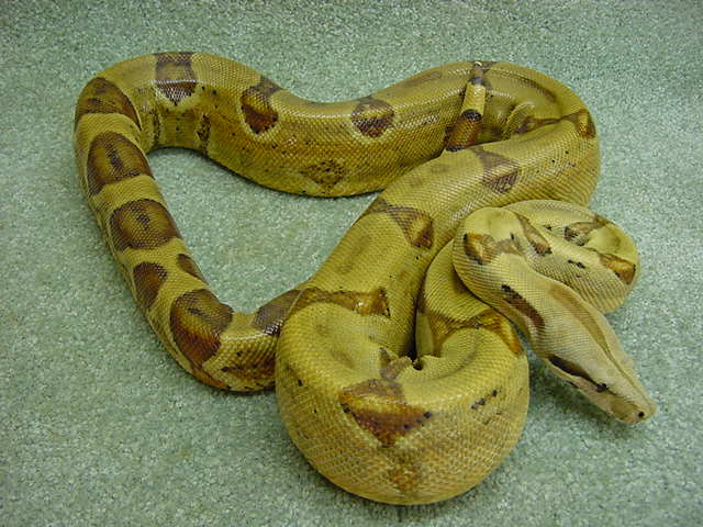 Male Hypo-Breeder