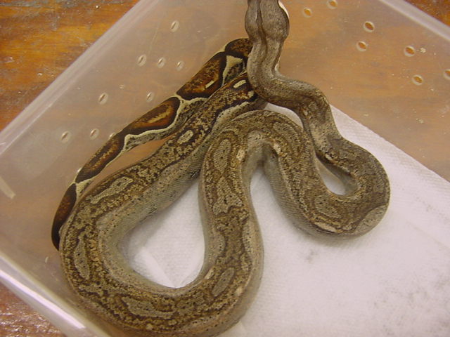 Genetic Stripe Male Boa '03