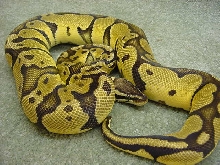 Male Pastel Ball Python- Bell Line