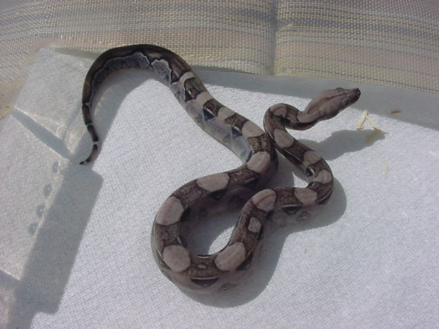 Anery Boa