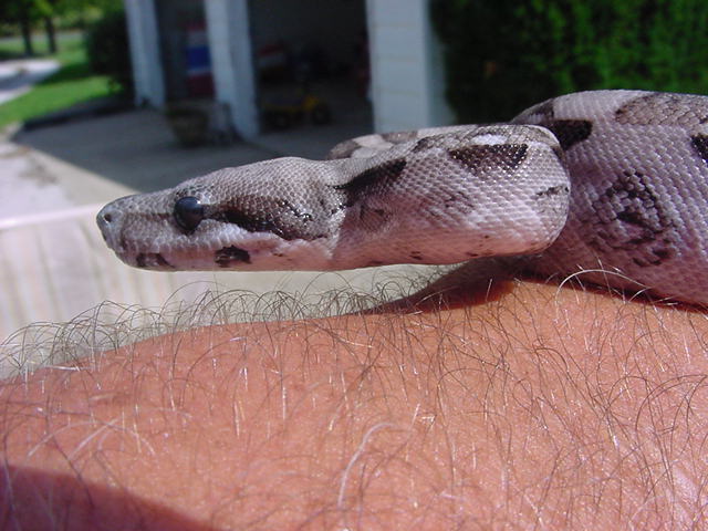 Anery Boa