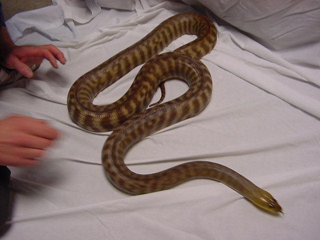 Hamper Female 7 yr old 7'