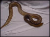 Goergen Male- 7 yr old- 6'- in shed