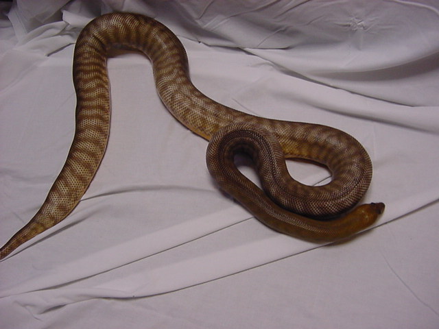 Goergen Male- 7 yr old- 6'- in shed