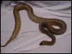 Goergen Male- 7 yr old- 6'- in shed