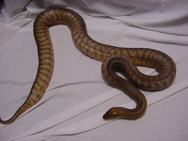Goergen Male- 7 yr old- 6'- in shed