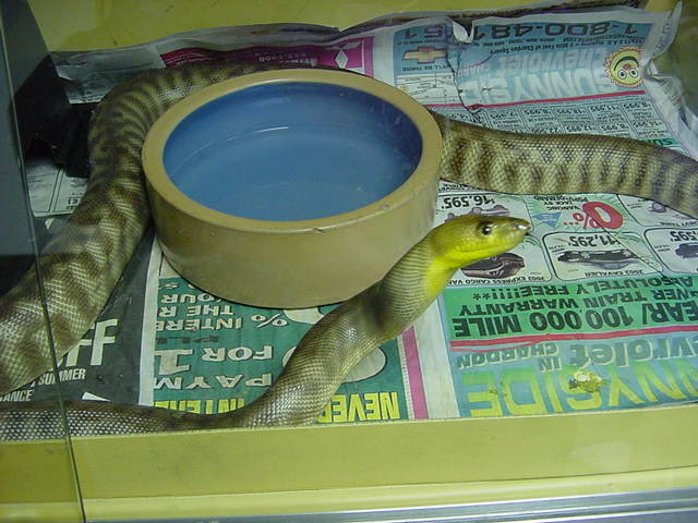 Hamper Female in cage