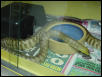 Hamper Female in cage