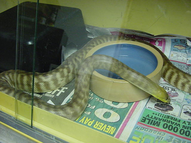Hamper Female in cage