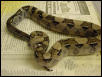 Anery (B?) Boa- '02 Male