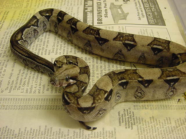 Anery (B?) Boa- '02 Male
