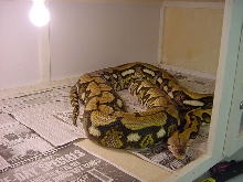 '00 Baldago Tiger Female