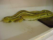 '01 Baldago Super Tiger Male
