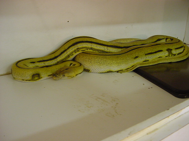 '01 Baldago Super Tiger Male
