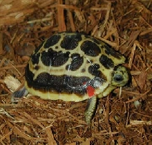 Dec 2002 hatching