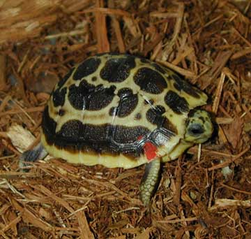 Dec 2002 hatching