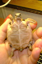 pixel sitting up