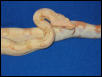 Albino Male