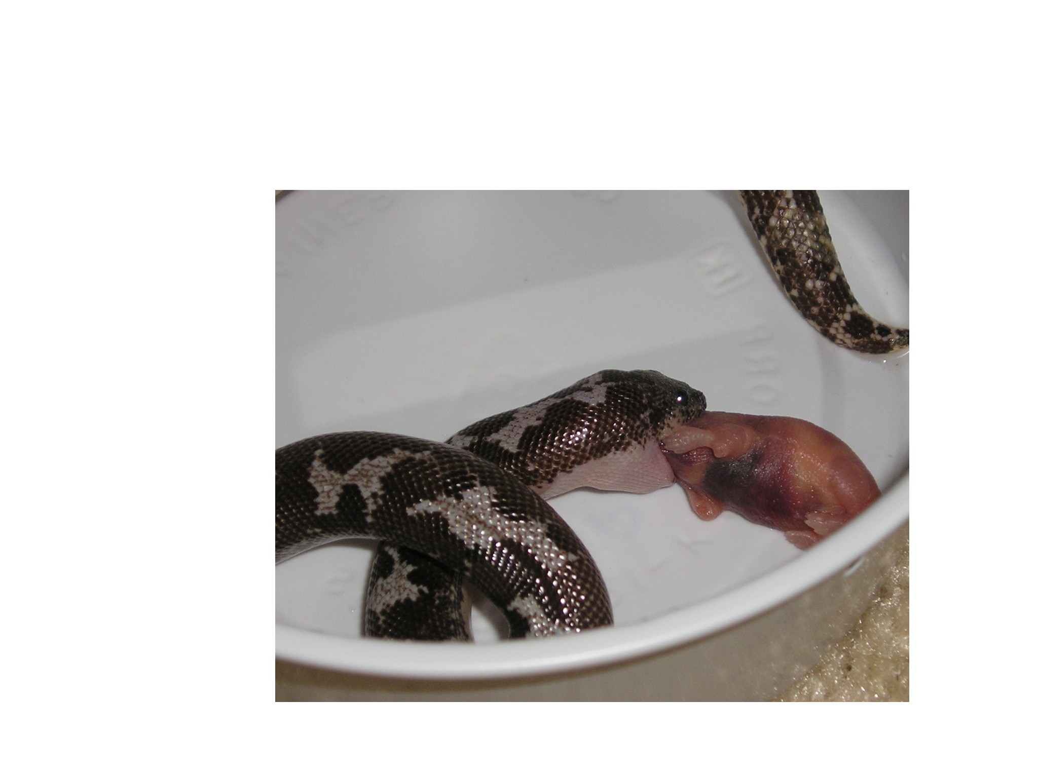 KSB Eating