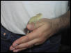 Female Veiled