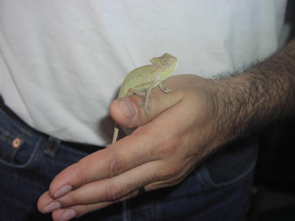 Female Veiled