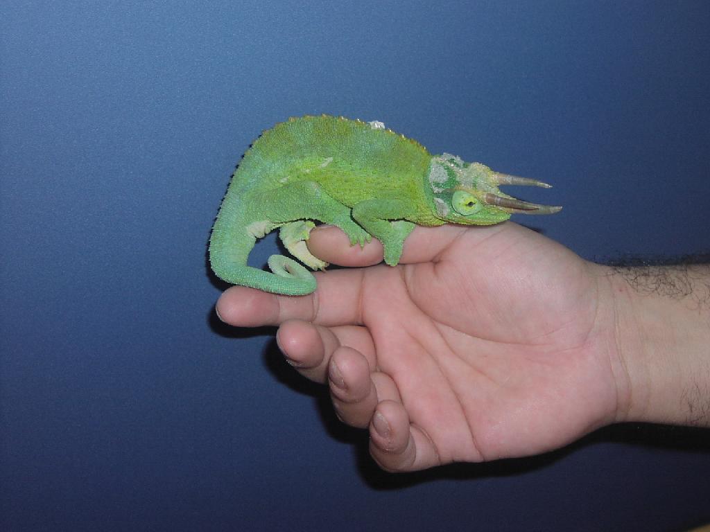 Frank1