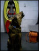 dogs talk too!