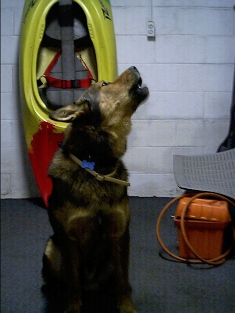 dogs talk too!
