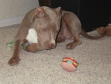 Blade 8 mths