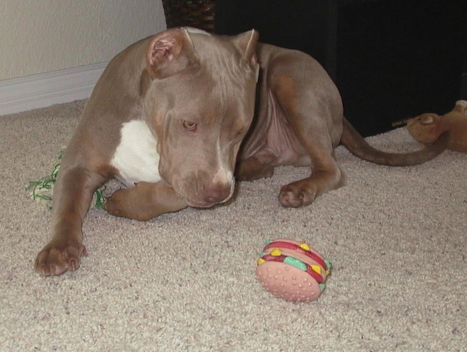 Blade 8 mths