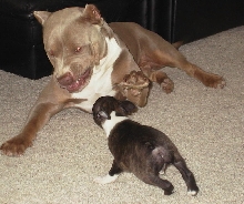 Blade and Bully