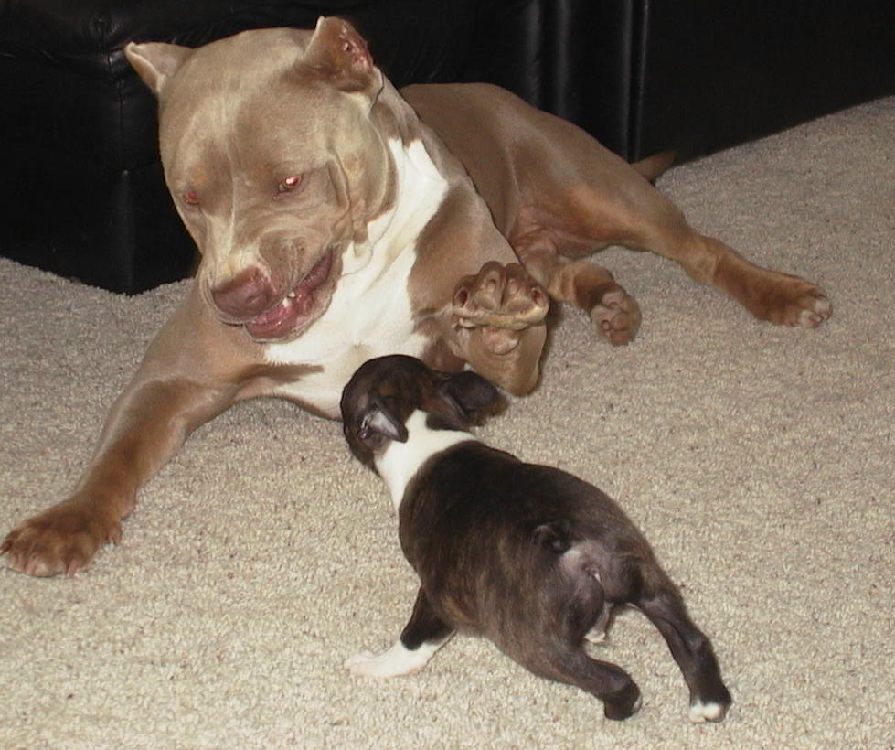 Blade and Bully