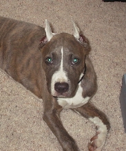 Sassy Blue brindle