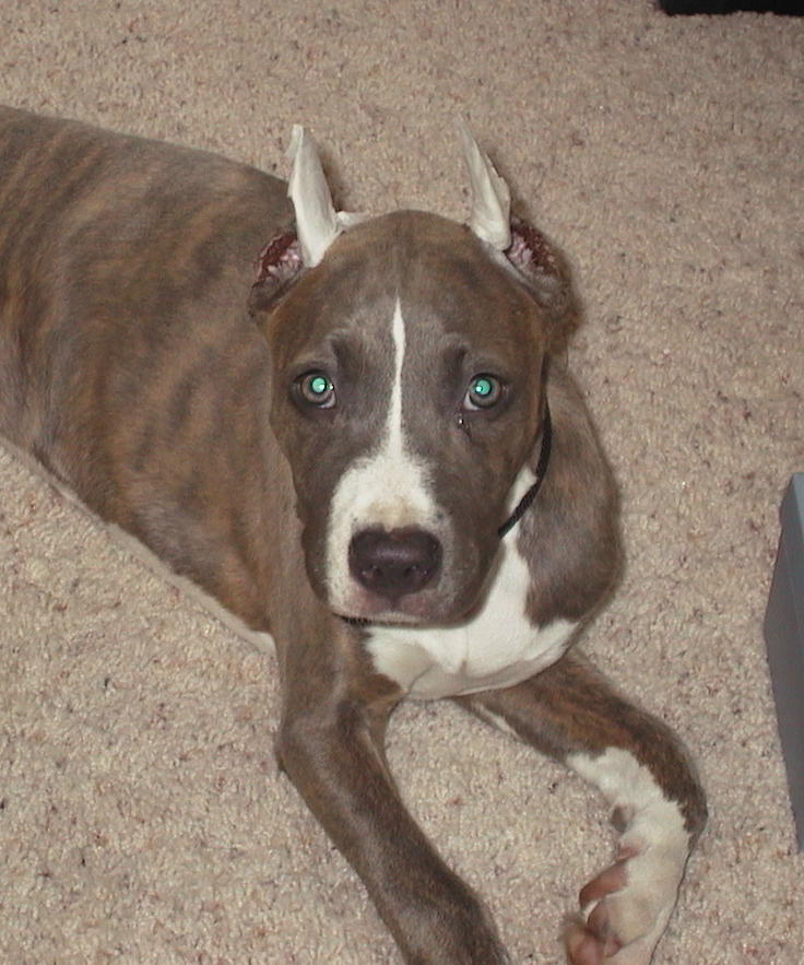 Sassy Blue brindle
