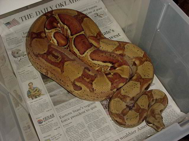Salmon double het for sunglow
