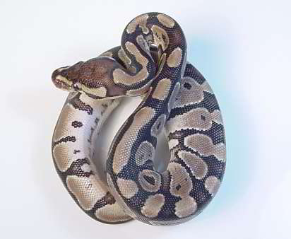 Axanthic