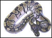 Axanthic looking