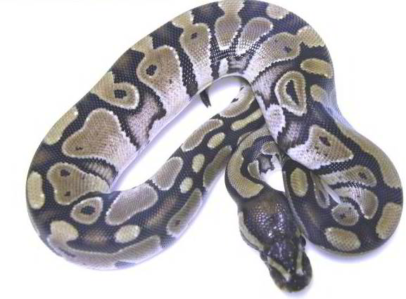 Axanthic looking
