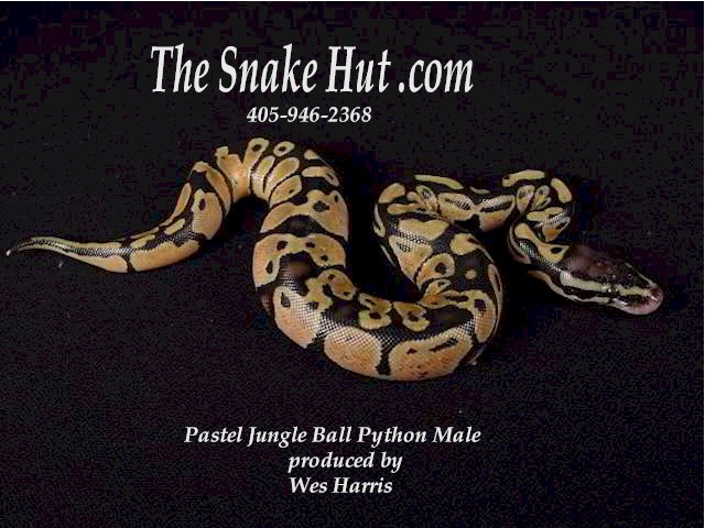 Pastel Male