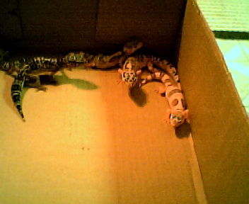 babies